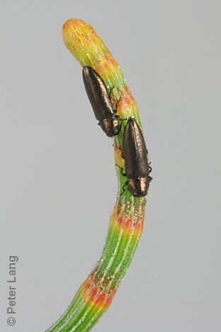 Germarica lilliputana, PL0386, on Allocasuarina verticillata, SL